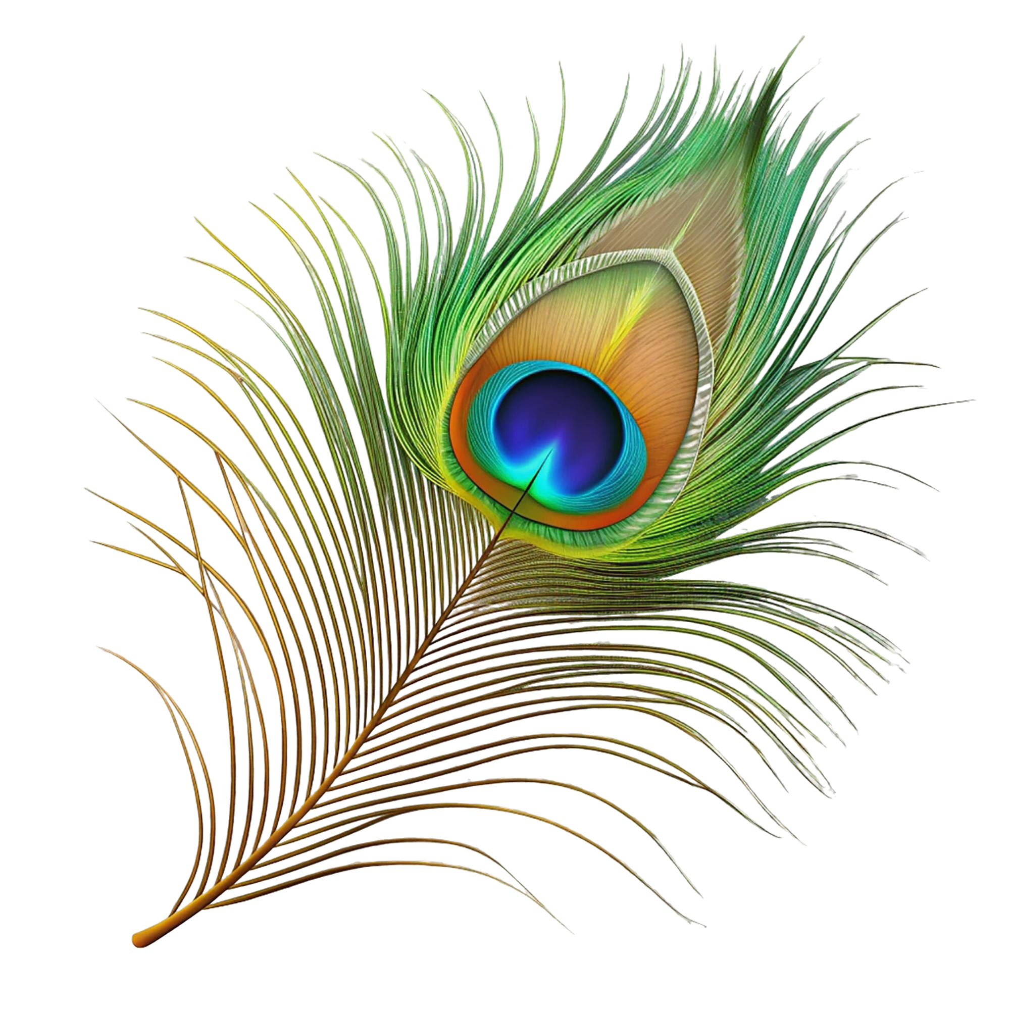 Peacock Feather